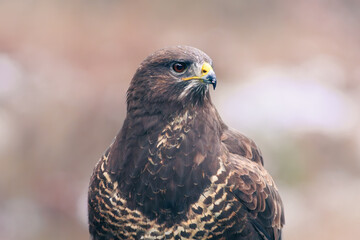 Fototapeta premium Detailed portrait of a majestic wild buzzard.