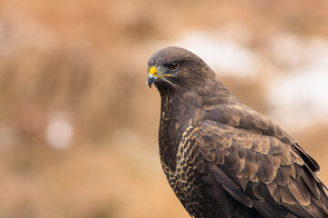 Fototapeta premium Detailed portrait of a majestic wild buzzard.