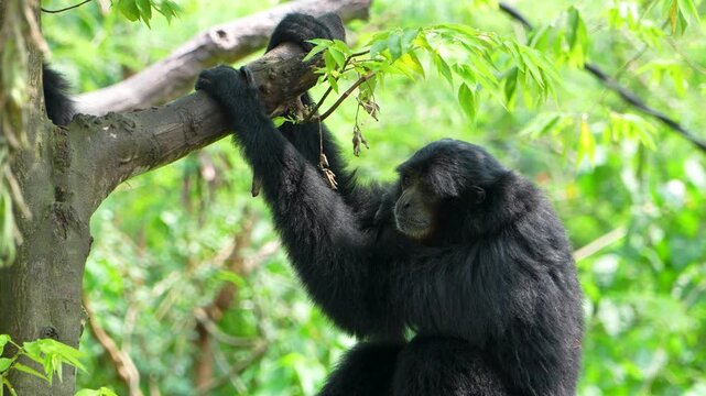 Black gibbon or siamang hanging from tree branch while looking around carefully