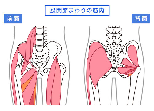 お尻、股関節まわりの筋肉