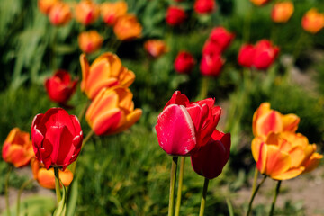 Naklejka premium Fresh spring tulips with bold red and yellow petals surrounded by lush greenery in a warm and sunlit outdoor setting.