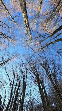 Looking up into the woods