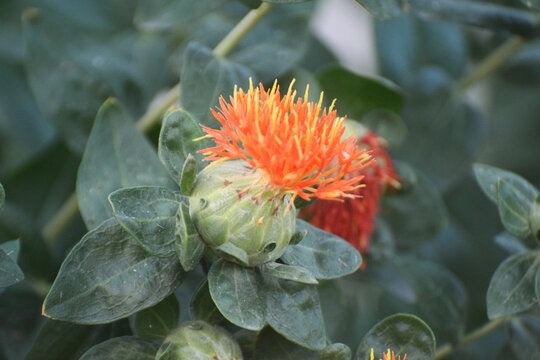 green Blooming orange safflower close-up. Safflower fields against the backdrop of mountains. Industrial cultivation of safflower for oil production. Yellow red and dark red safflower and seed varieti