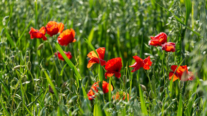 Obraz premium red tulips in spring