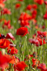 Obraz premium red poppy flowers