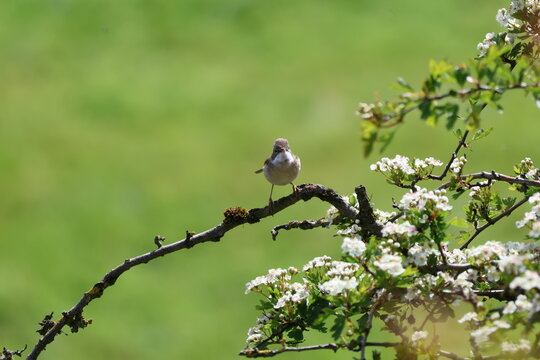 the male common whitethroat (Sylvia communis)