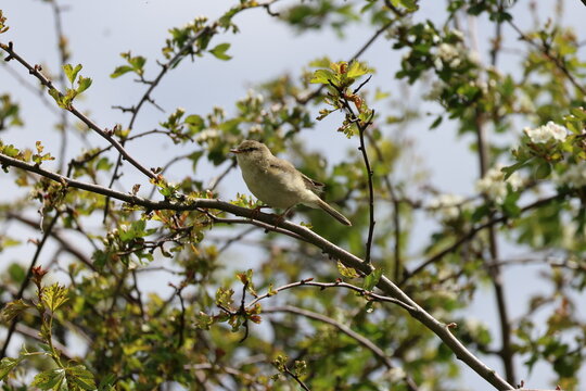 the willow warbler (Phylloscopus trochilus) a beautiful summer migrant to the UK