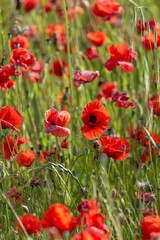 Obraz premium field of red poppies