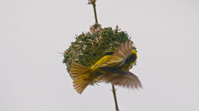 Yellow Baya Weaver bird hanging with nest