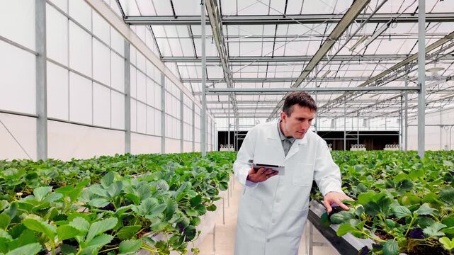 Scientist inspects strawberry plants in a modern greenhouse, using a tablet to monitor crop health and data.