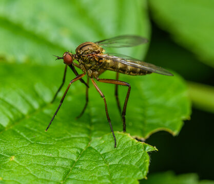 dagger fly (Empis livida) on a leaf