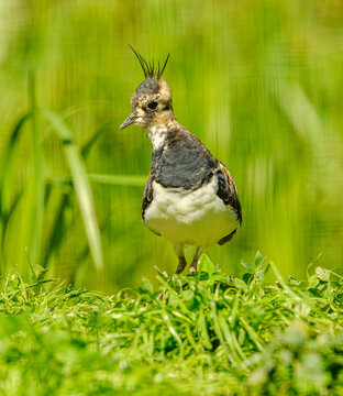 northern lapwing (Vanellus vanellus) in grass