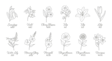 Fototapeta premium Set of 12 Minimalist Botanical Flower Line Art Illustrations