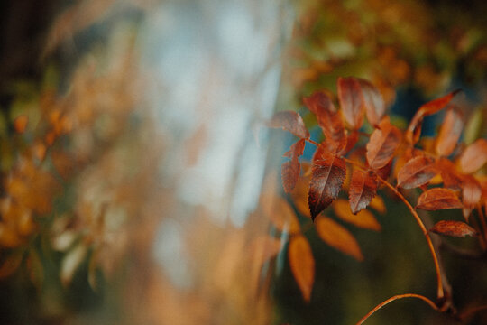 Orange autumn leaves on a tree with a reflection through a glass prism on the opposite side of the sky and tree branches