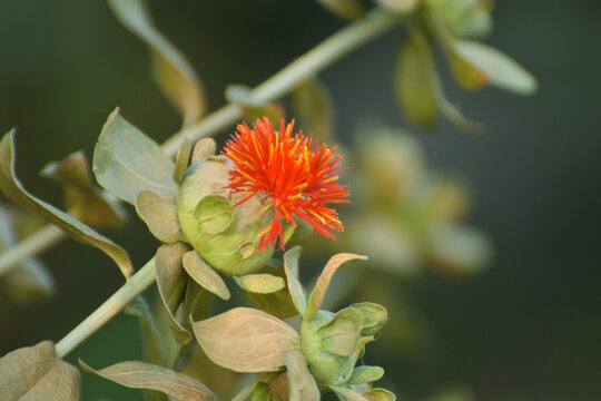 green Blooming orange safflower close-up. Safflower fields against the backdrop of mountains. Industrial cultivation of safflower for oil production. Yellow red and dark red safflower and seed varieti