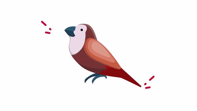 Chestnut munia bird on white background, perfect for nature blogs, birdwatching articles, or wildlife conservation materials. Great for presentations.