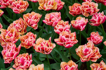 Fototapeta premium A meadow of pink tulips as a natural background.