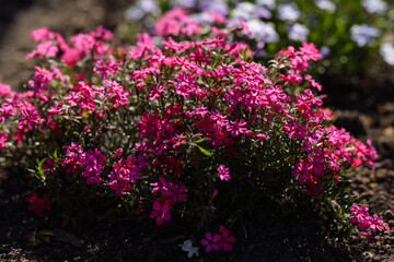Obraz premium Beautiful garden composition featuring creeping phlox (Phlox subulata) bushes with light purple and bright pink flowers.