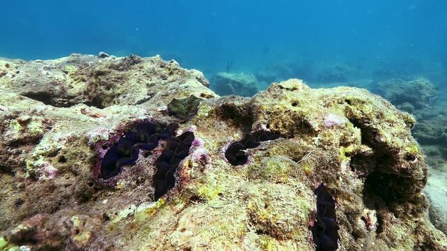 Many blue, turquoise and brown colorful tridacna clams and sea urchins on the coral reef underwater tropical exotic world