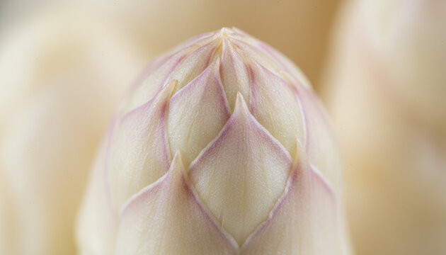 Raw white asparagus spear tip macro with creamy ivory and violet scales