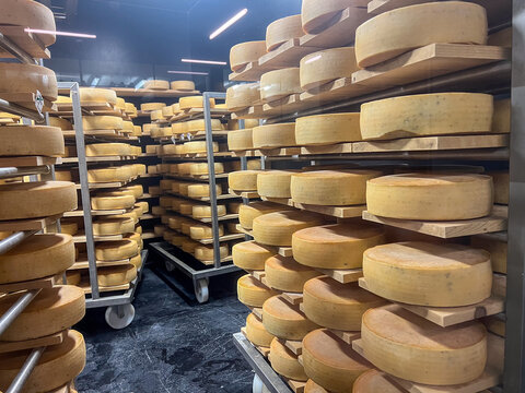 aging cheese wheels on shelves in a dark cellar, concept of dairy, food production, banner