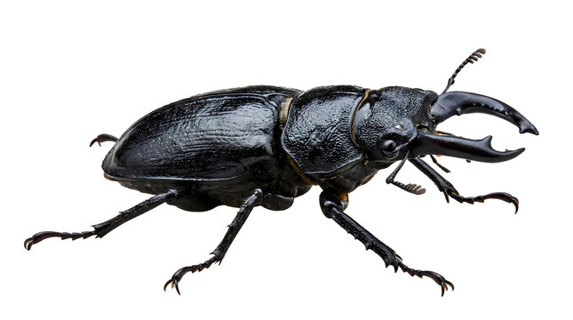 Black stag beetle insect macro isolated on white background with wing cases macro photography wildlife photography nature photography animal kingdom dangerous lookin Transparent Background PNG