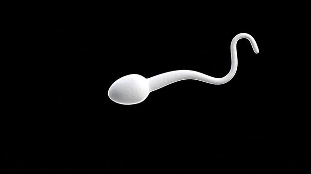 Spermatozoa