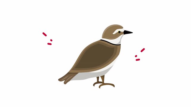 Killdeer bird, native to america, with signature brokenwing act. Ideal for nature blogs, wildlife articles, educational resources, birdwatching guides.