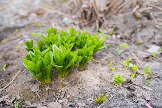 Young colchicum autumnale plant emerging from soil in spring  