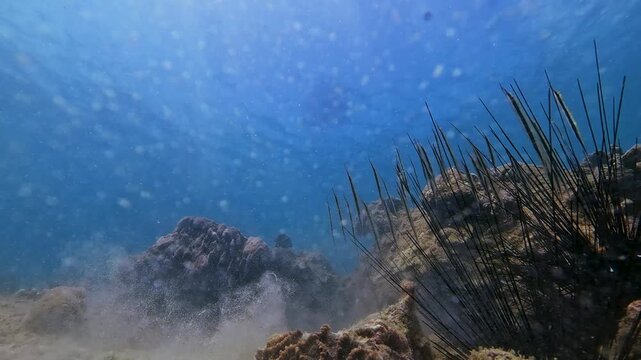 Jointed Razorfish Aeoliscus strigatus school of fish swims among sea urchins rocks and soft corals on the bottom of a tropical sea