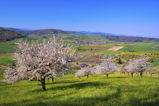 Flowering cherry trees (Prunus), Magden, Canton Aargau, Switzerland