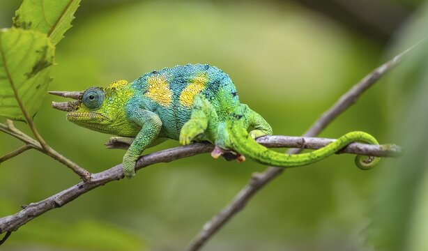 Three-horned chameleon (Trioceros jacksonii), male, between leaves on a branch, Bwindi Impenetrable Forest National Park, Uganda