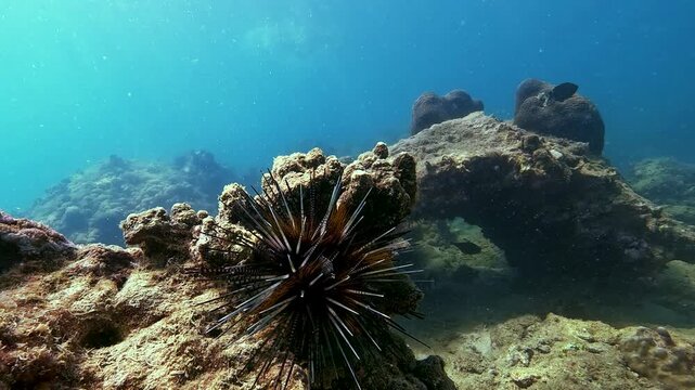 Several sea urchins with white and black spines move their spines merging into a lump at the bottom of the tropical warm waters of a coral reef