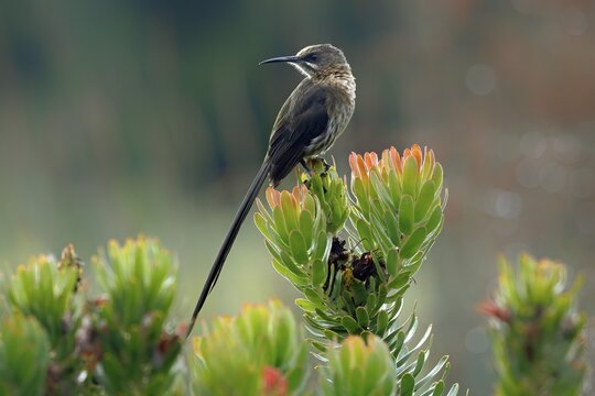 Cape Honeybird (Promerops cafer), adult, male, on flower, Protea, vigilant, Kirstenbosch Botanical Gardens, Cape Town, South Africa