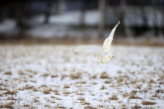 Snowy Owl, Snowy Owl (Nyctea scandiaca), adult flying in winter, snow, Zdarske Vrchy, Bohemian-Moravian Highlands, Czech Republic