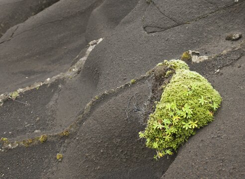 Moss on tufa rock, V&iacute;k, Southern Region, Iceland
