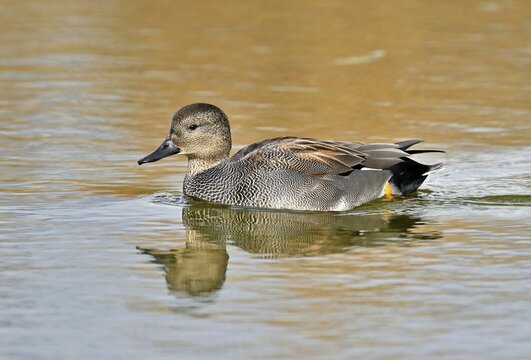 Gadwall (Mareca strepera), male, swimming in pond, canton of Neuch&acirc;tel, Switzerland