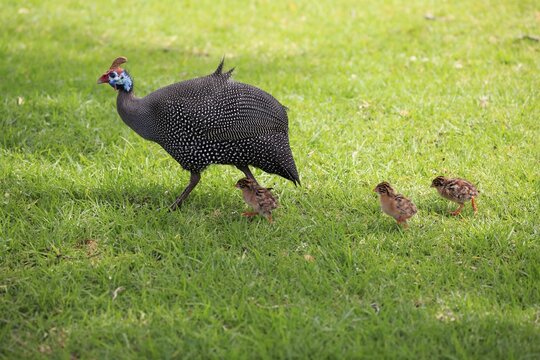 Helmeted guineafowl (Numida meleagris), adult, young animals, chicks, alert, walking, Kirstenbosch Botanical Garden, Cape Town, South Africa