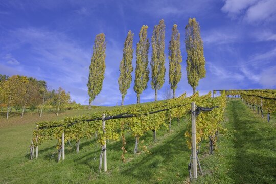 True lombardy popla (Populus nigra 'Italica'), Glanz an der Weinstra&szlig;e, Styria, Austria
