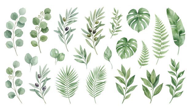 Soft watercolor leaf illustration collection with eucalyptus greenery and elegant botanical foliage