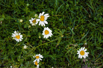 Obraz premium Top-down view of white and yellow daisy-like flowers with buds scattered across lush green lawn, macro detail, natural light, summer meadow, fresh greenery, serene nature scene