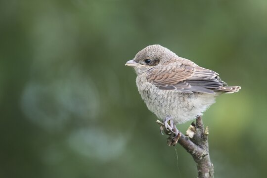 Red-backed shrike (Lanius collurio), young bird, Emsland, Lower Saxony, Germany