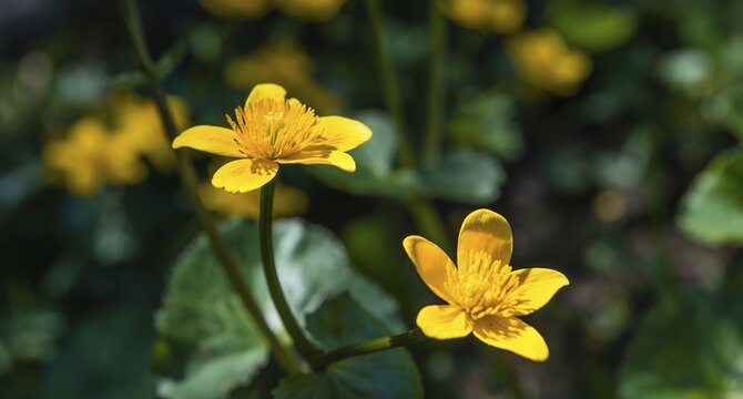 Marsh Marigold (Caltha palustris), Tyrol, Austria