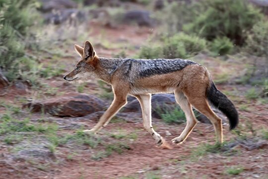 Black-backed jackal (Lupulella mesomelas), adult, running, foraging, Mokala National Park, Northern Cape, South Africa