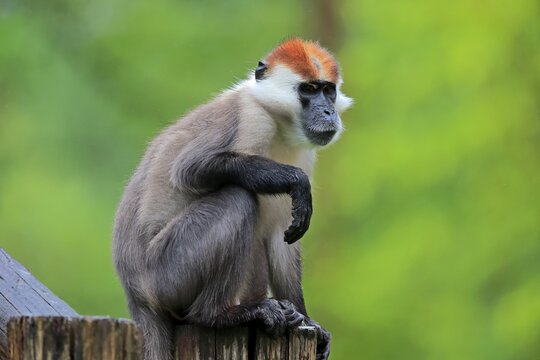 Collared mangabey (Cercocebus torquatus), adult, sitting on tree trunk, alert, endangered species, captive