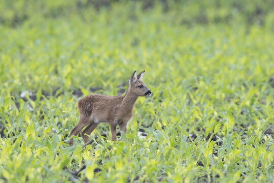 European roe dear fawn (Capreolus capreolus) in a field, Emsland, Lower Saxony, Germany