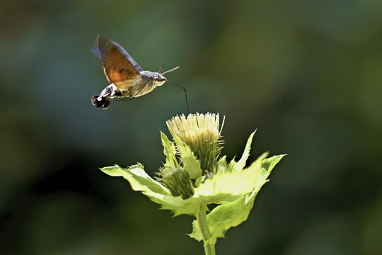 Dove's tail (Macroglossum stellatarum), flies on the flower of cabbage thistle (Cirsium oleraceum), Meienberg, Canton Aargau, Switzerland