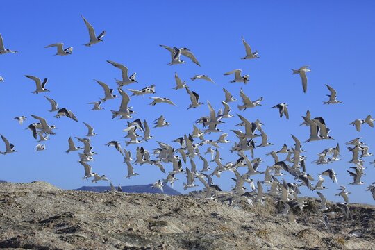 Greater Crested Terns (Thalasseus bergii), flock in flight, Boulders Beach, Simonstown, Western Cape, South Africa