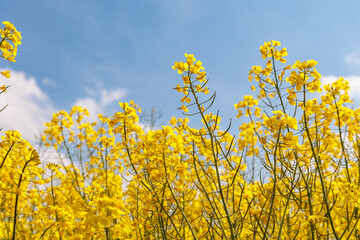 Obraz premium Vibrant yellow canola flowers blooming against a blue sky with clouds. Low angle view of rapeseed blossoms in a spring field, agricultural nature background