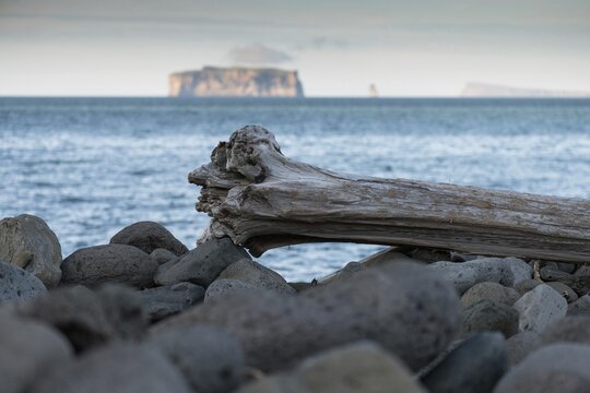 Driftwood log, Saga Island Drangey, Skagafj&ouml;r&eth;ur, North Iceland, Iceland